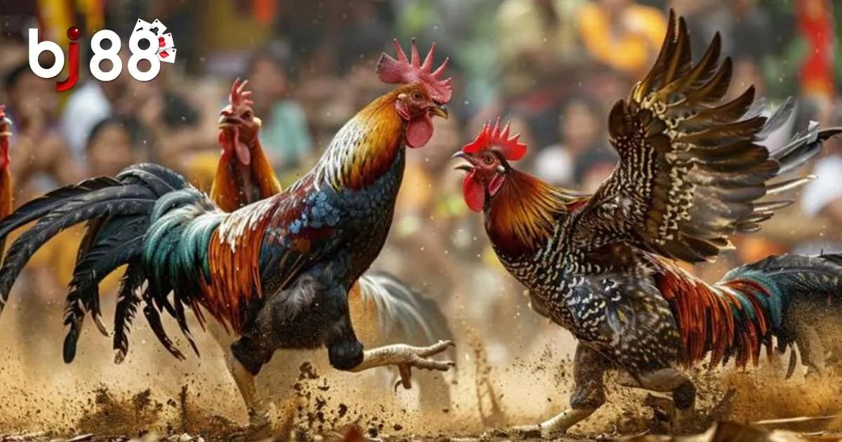 Đá Gà Cựa Sắt - Kinh Nghiệm Đặt Cược Thắng Lớn Từ Cao Thủ 1 Đá Gà Cựa Sắt - Kinh Nghiệm Đặt Cược Thắng Lớn Từ Cao Thủ