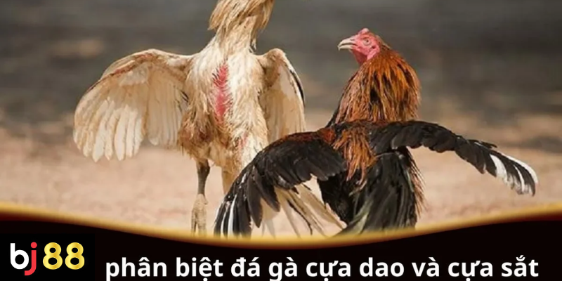 Phân biệt đá gà cựa dao và cựa sắt chi tiết